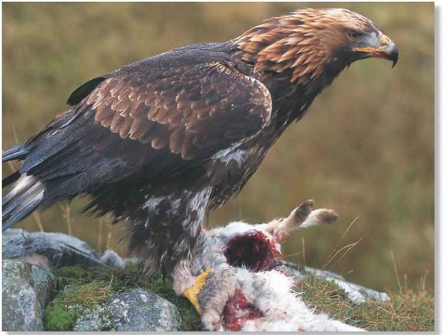 Golden Eagle (Birds)